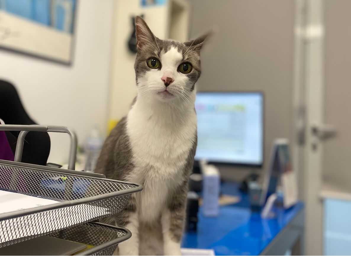 LT-Accueil-conseils-3 Clinique vétérinaire chat