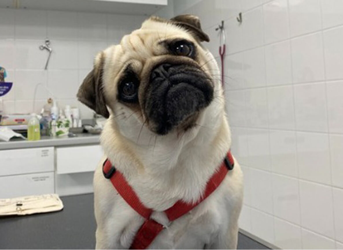 Chien hochant la tête