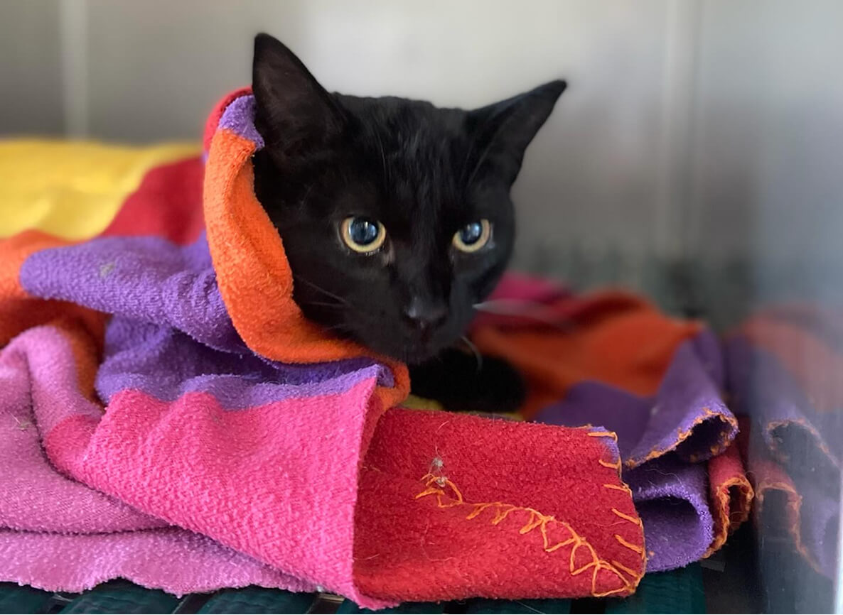 Hospitalisation vétérinaire d'un chat