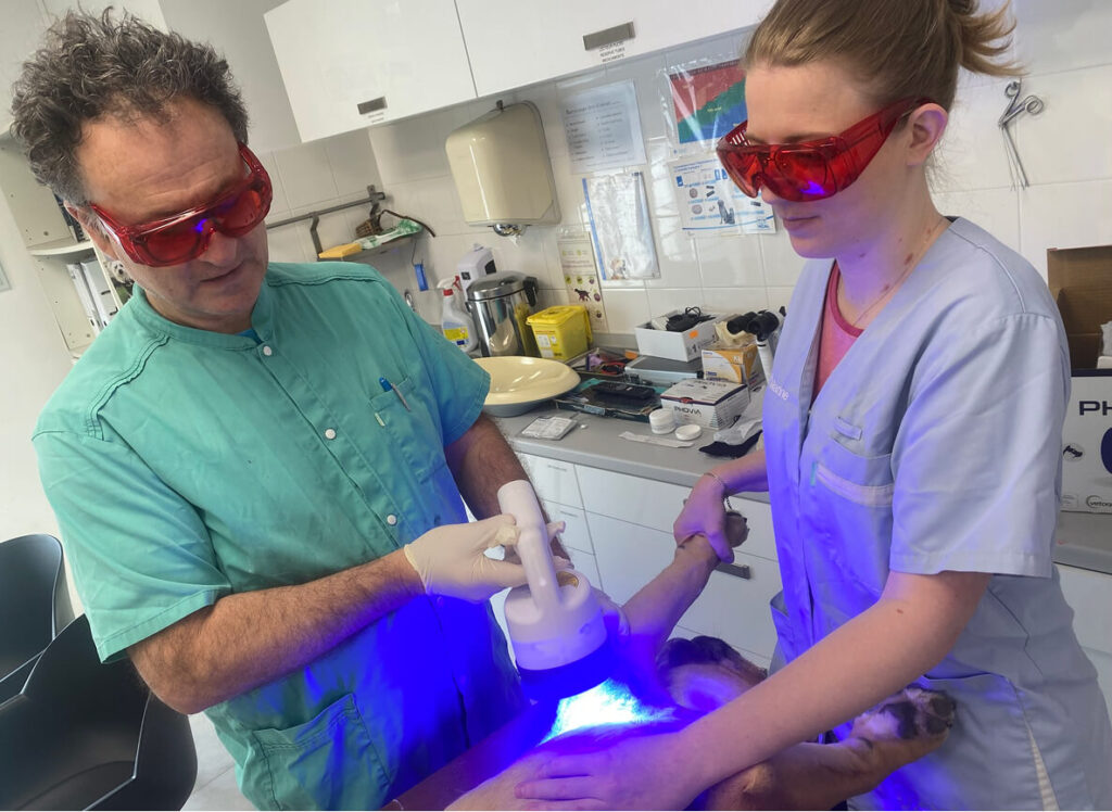 Vétérinaires en consultation dermatologique