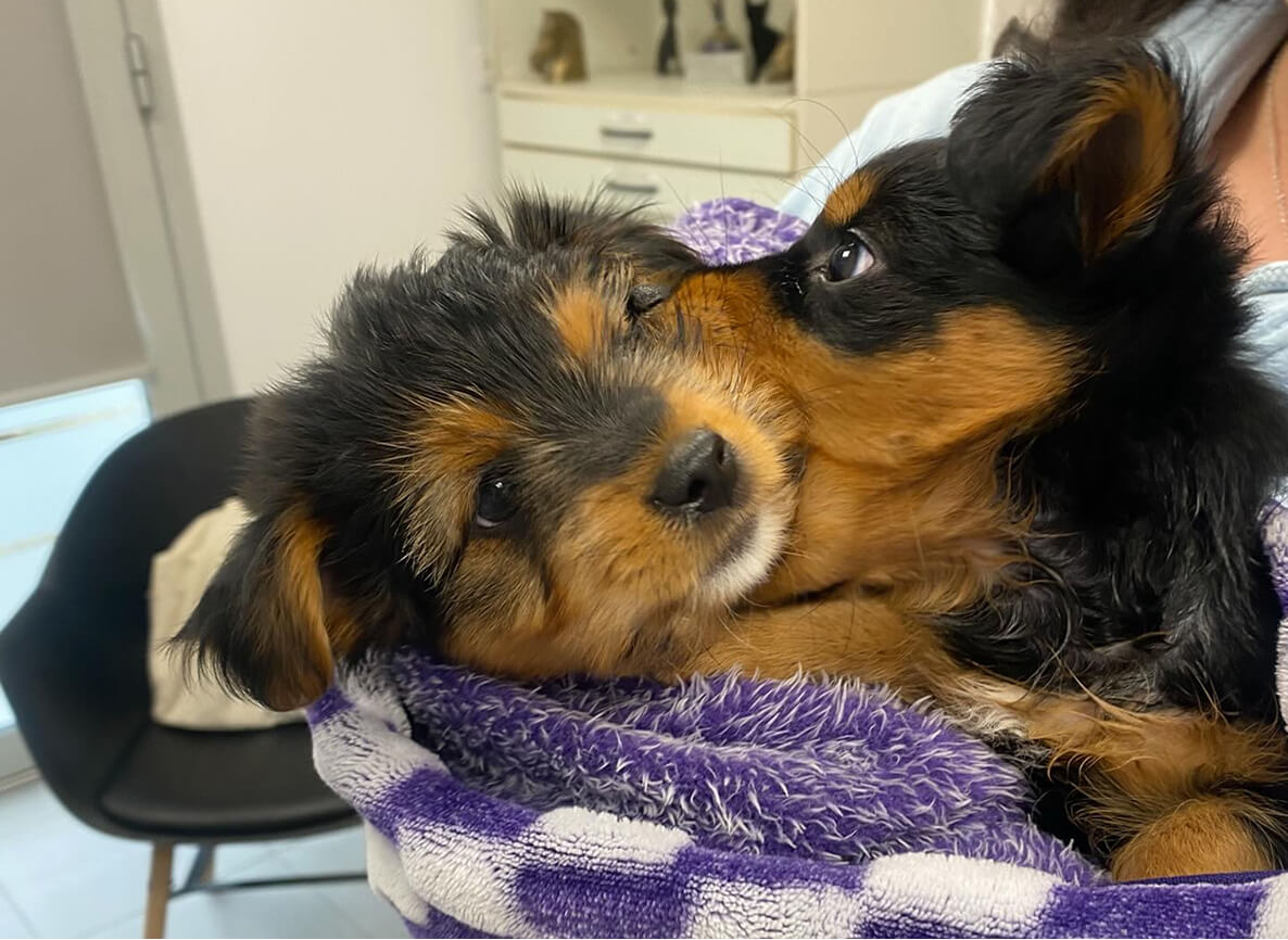 2 chiots qui se mordent