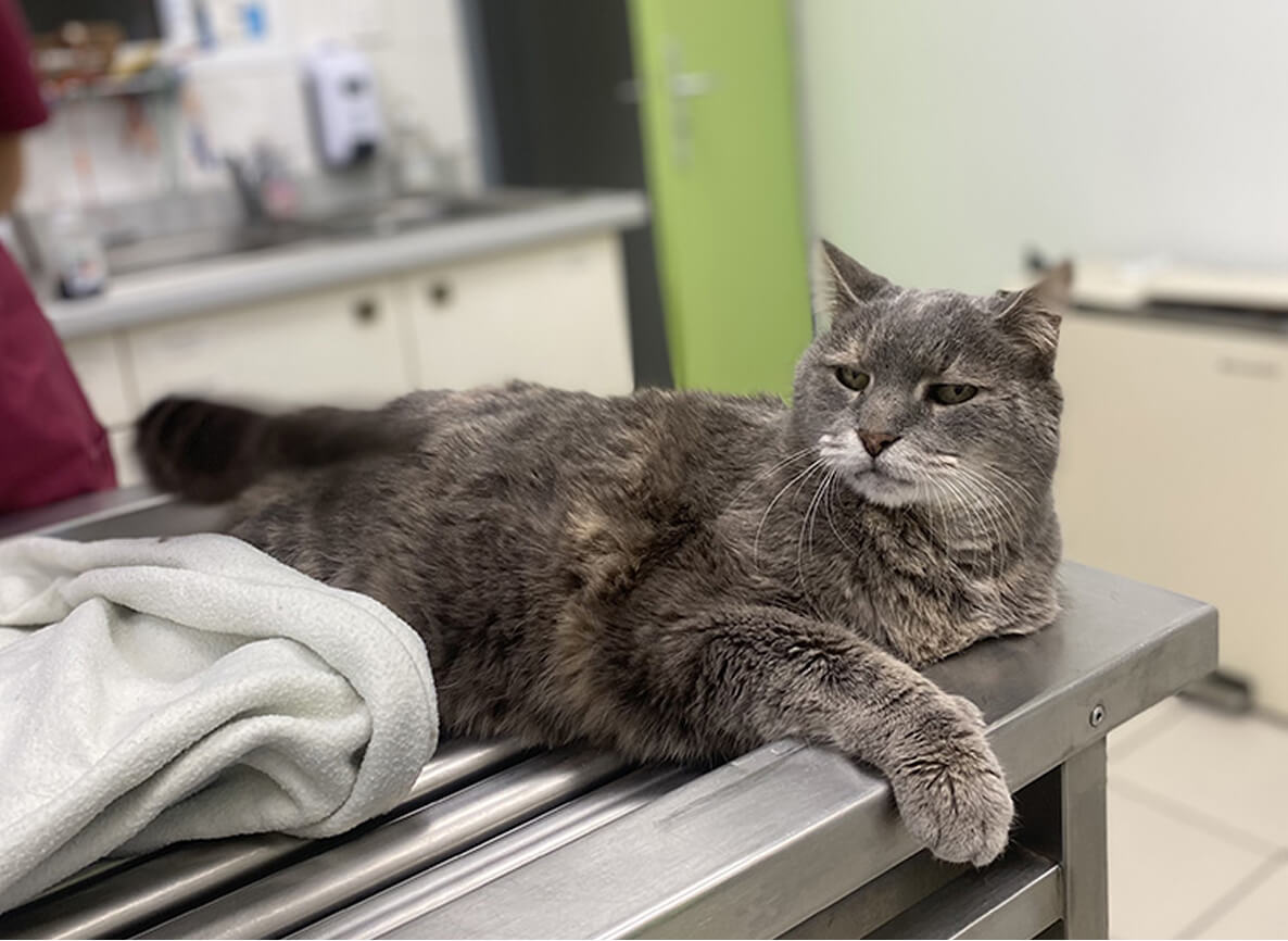 LT-Medecine-Generale-2 suivi vétérinaire personnalisé chat