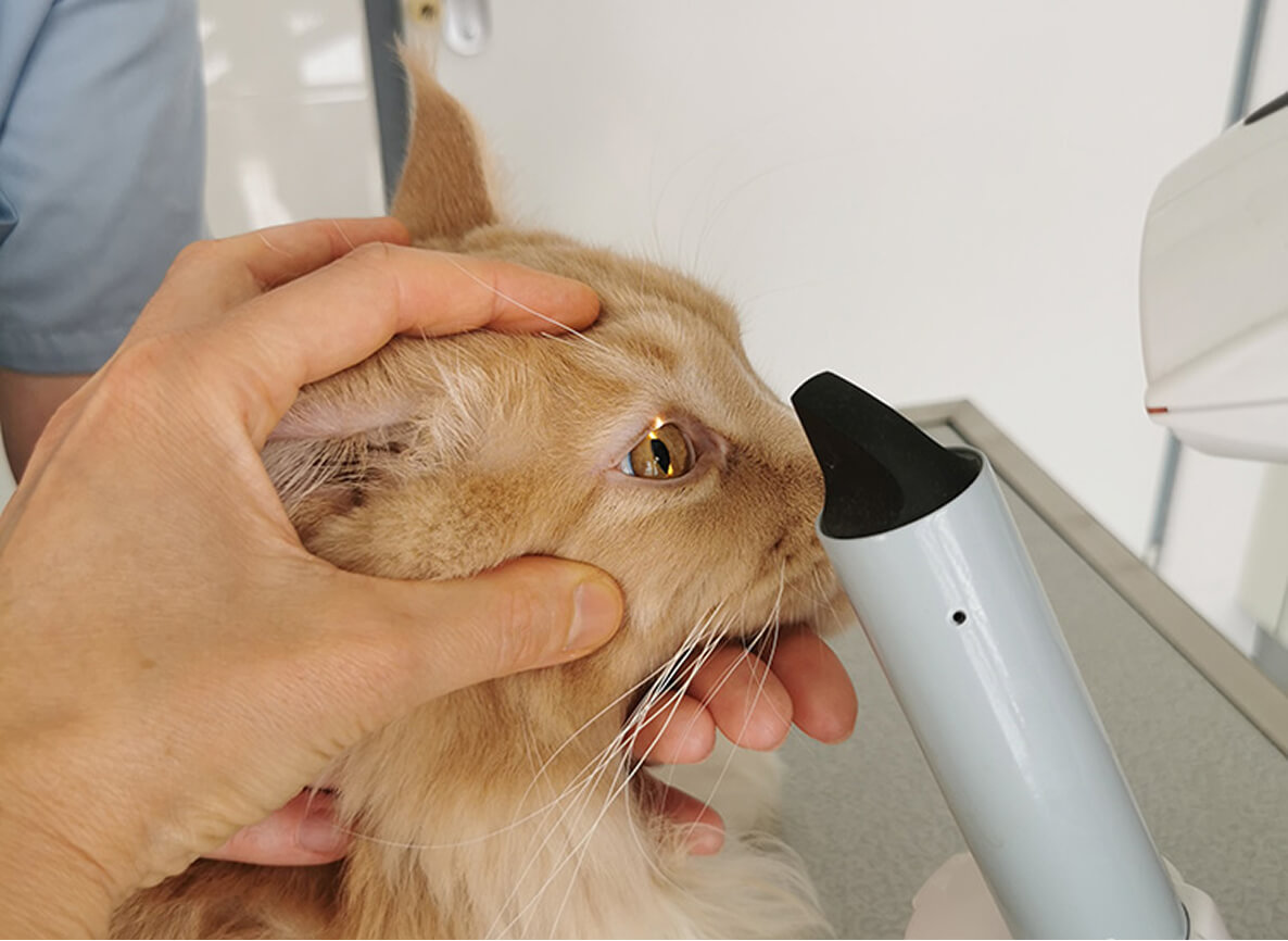 Consultation oculaire chat