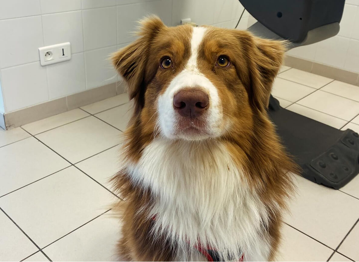 Chien regardant son vétérinaire