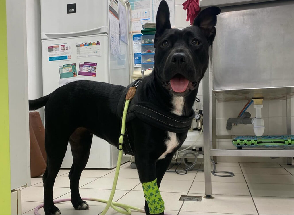 LT-Sterilisation-2 Chien après intervention de castration