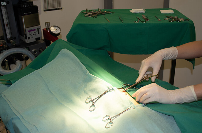 LT-Sterilisation Stérilisation et castration chat et chien